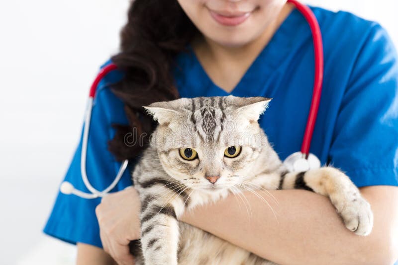Female doctor veterinarian holding cute cat stock photos Female doctor veterinarian holding cute cat stock photos