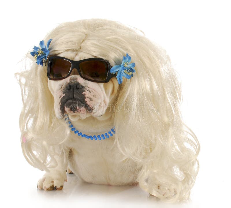 Dog as drag queen stock photo. Image of isolated, baby 25092880