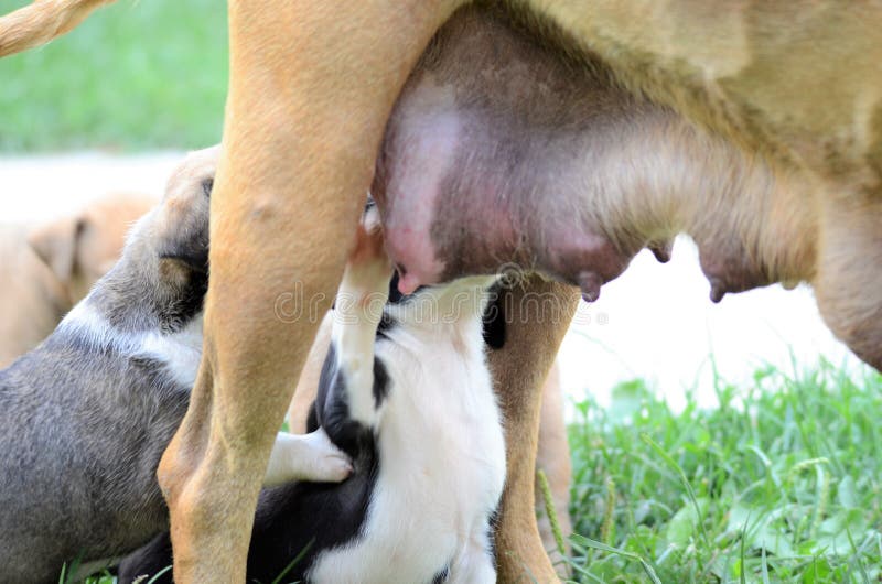 female dog of american staffordshire terrier feeding up puppies