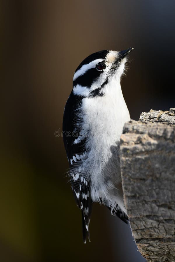 Male and Female Downy Woodpecker Stock Photo - Image of outside