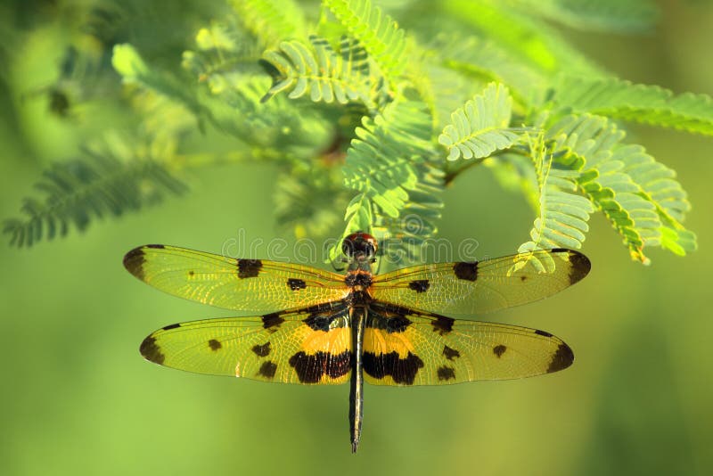 Female dragonflies