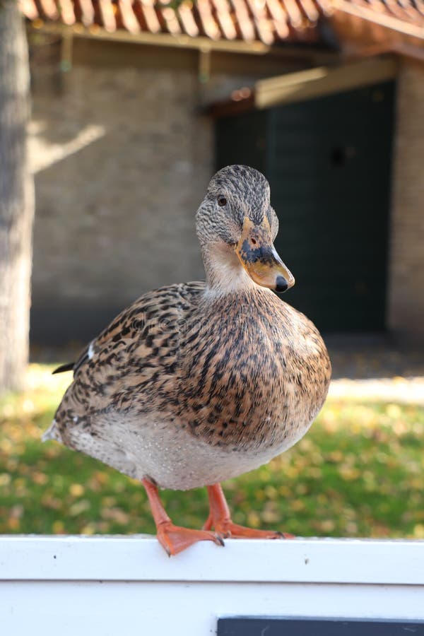 A female duck, closeup stock photo. Image of canard 144835412