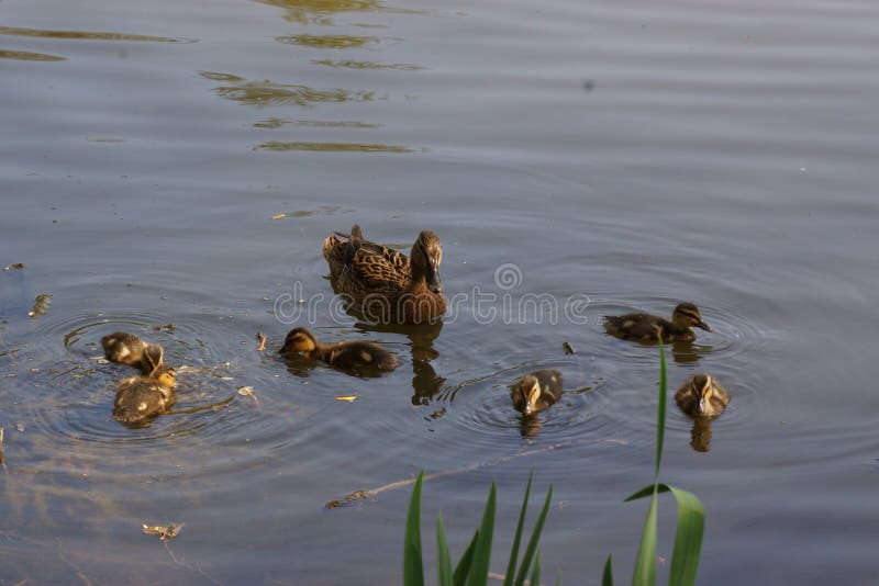 Ducklings swin in the lake - Bassin de la muette - France