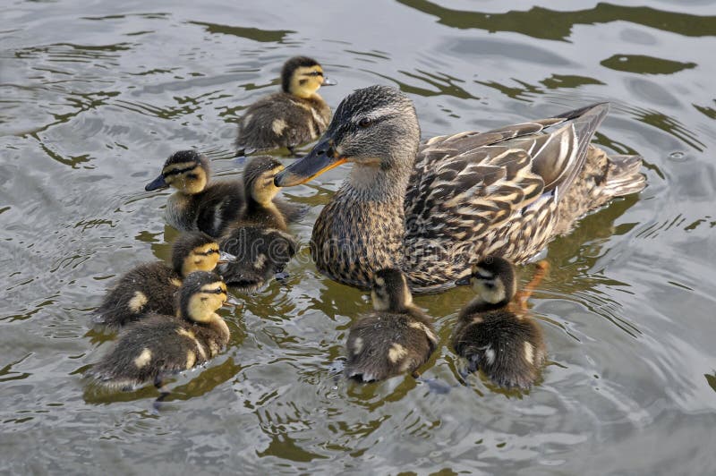 Female Duck Mallard with Its Ducklings Stock Photo Image of unity