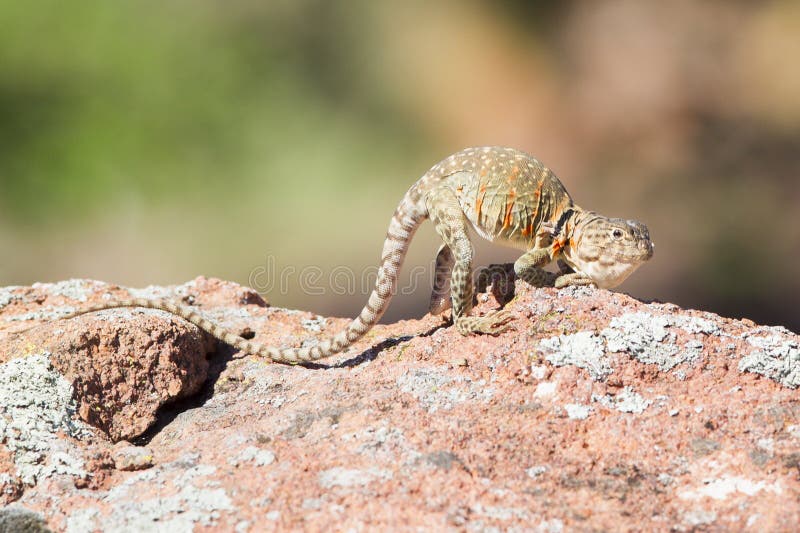 Collared lizard stock image. Image of nevada, desert 19547477
