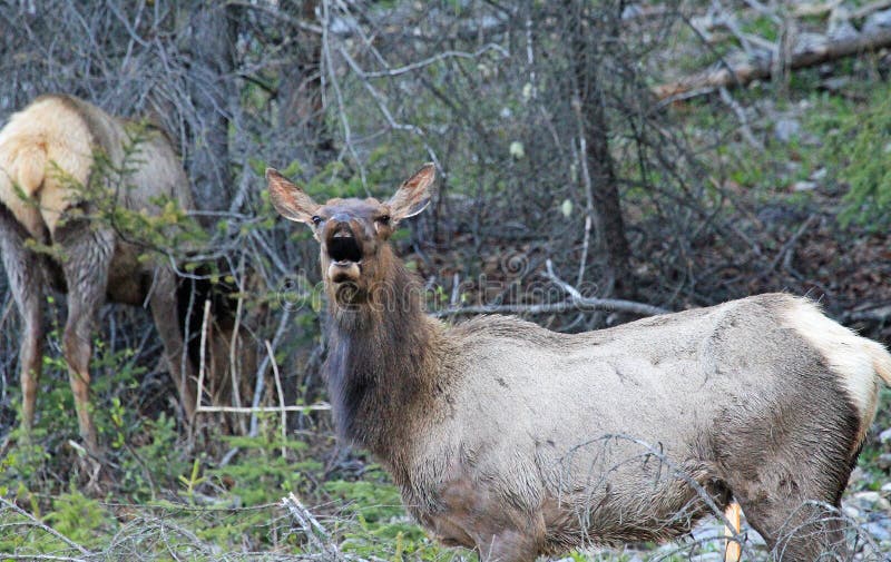 bull elk calling bull elk calling