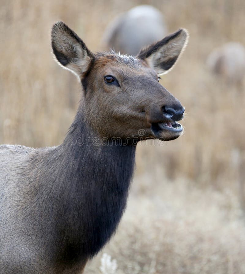 female elk antlers female elk antlers