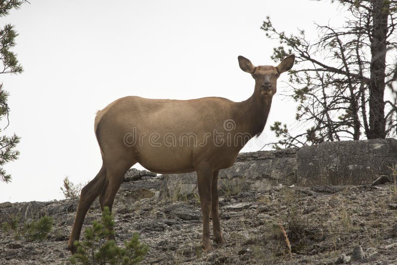 Female elk standing and facing camera, Yellowstone National Park