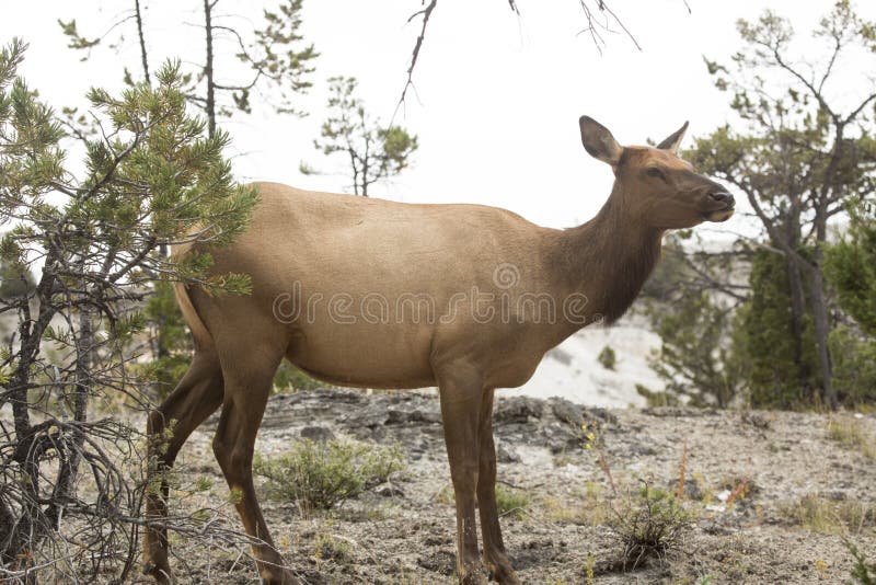 Female elk standing and facing forward, Yellowstone National Par
