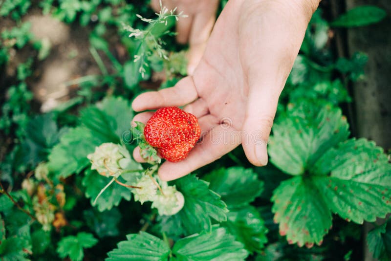 Female farmer are holding red ripe strawberry in one hands stock image Female farmer are holding red ripe strawberry in one hands stock image