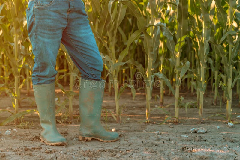 Female farmer in rubber boots standing in corn field