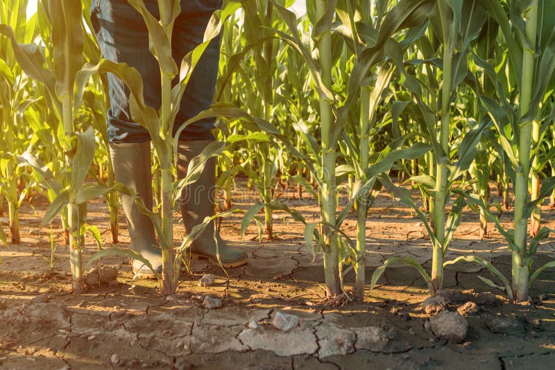 Female farmer in rubber boots standing in corn field