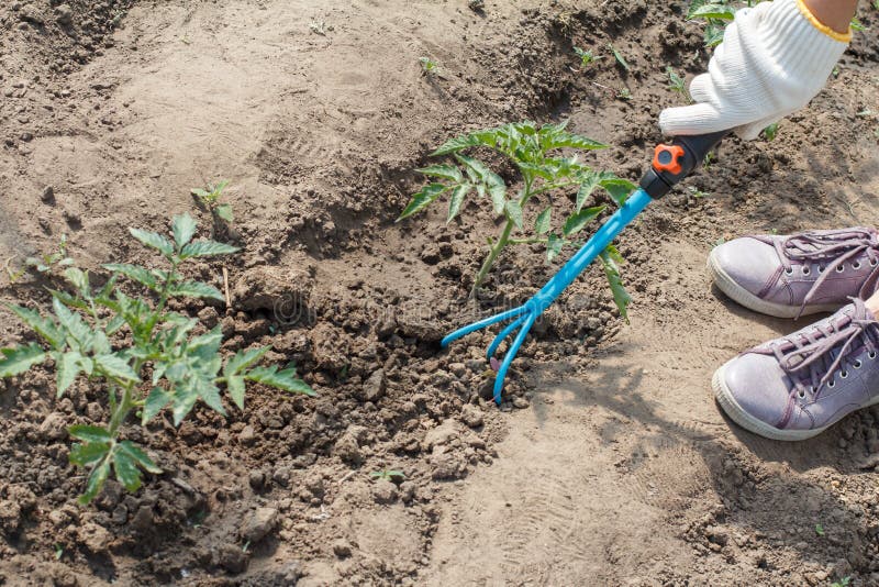 Farmer is loosening soil around the tomato bush using hand garden rake stock images Farmer is loosening soil around the tomato bush using hand garden rake stock images