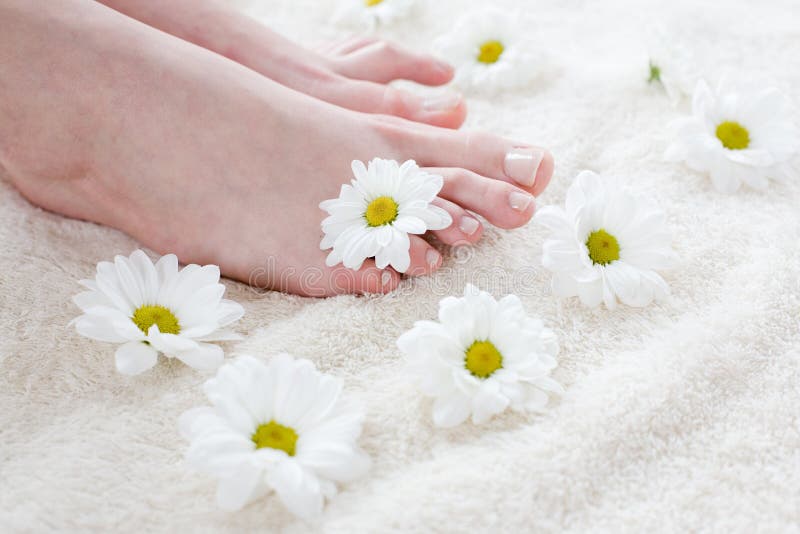 Female feet with white daisies. royalty free stock images