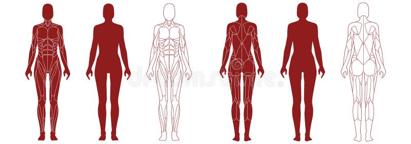 Back Muscle Anatomy Of Woman Render Stock Photo, Picture and Royalty Free  Image. Image 94245885.