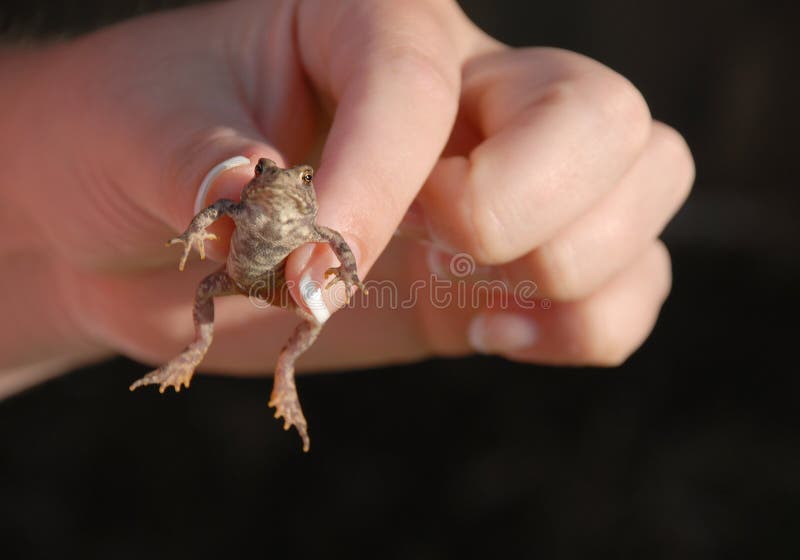 Small toad being held by thumb and index finger stock photos