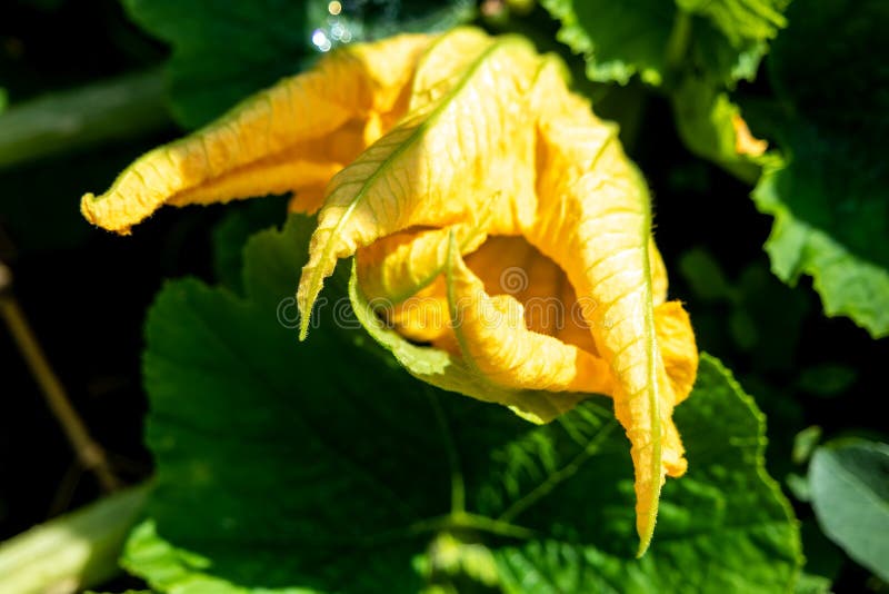 Female Flower of a Giant Pumpkin Closing Stock Photo Image of giant