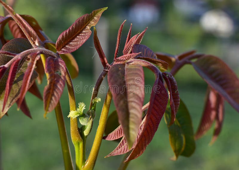 Female flower walnut royalty free stock image Female flower walnut royalty free stock image