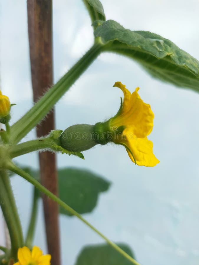 103 Female Melon Flowers Stock Photos Free & RoyaltyFree Stock