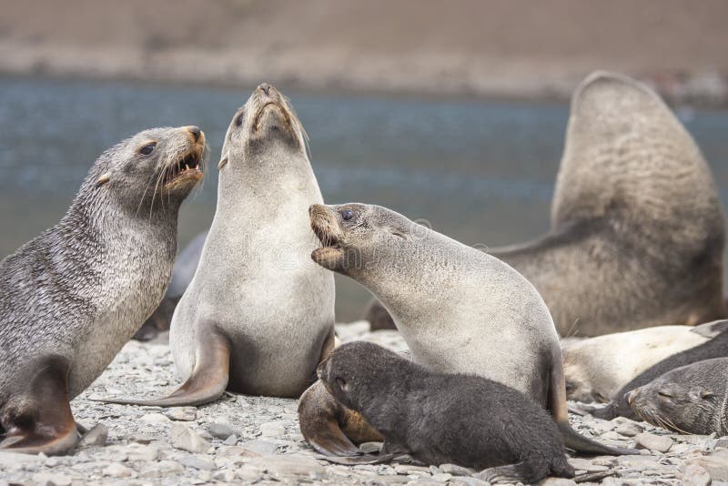 Female Fur Seal Protecting Her Pup Stock Photo - Image of south, animal: 140719780 Female Fur Seal Protecting Her Pup Stock Photo - Image of south, animal: 140719780