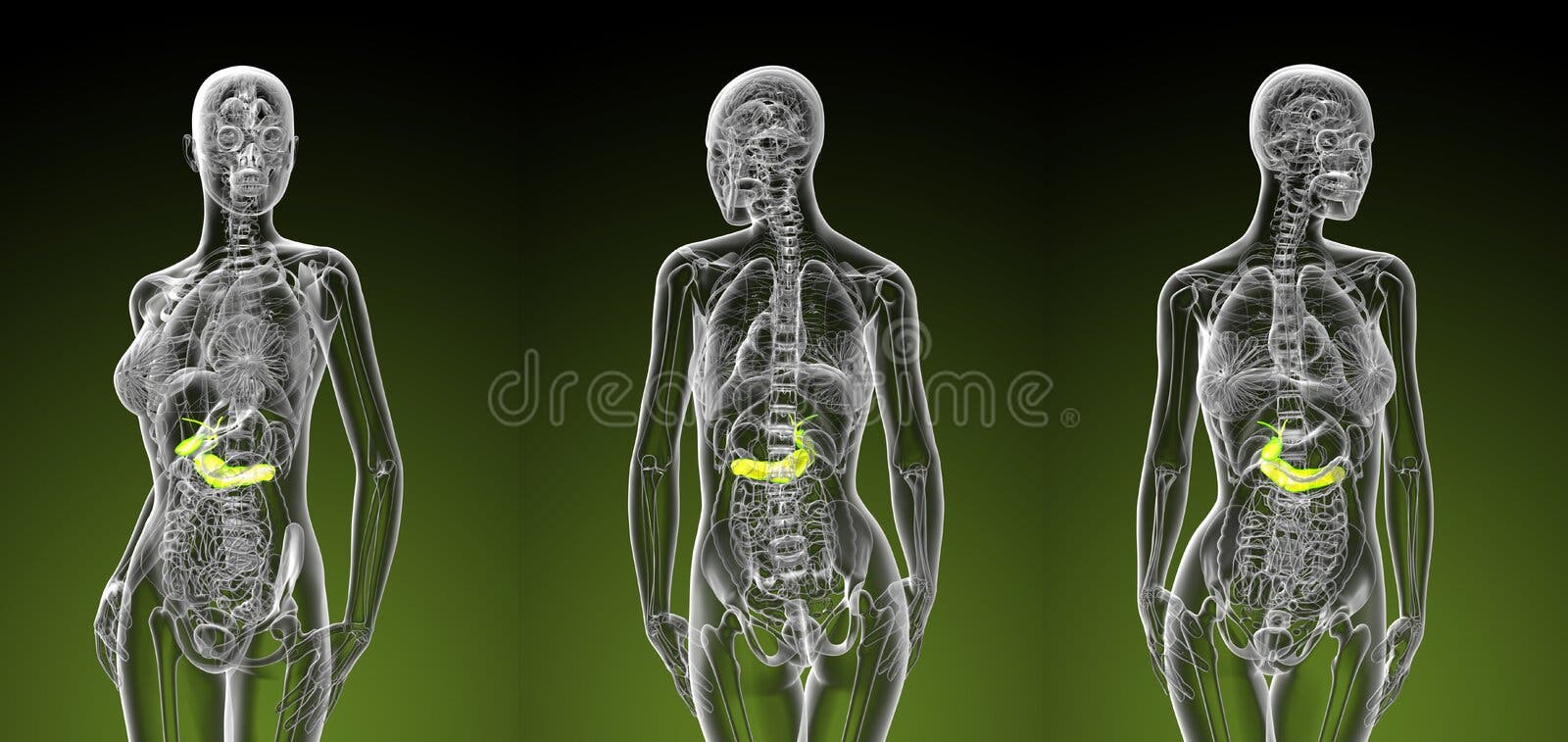 3d Rendering Of Female Anatomy Stock Illustration Illustration Of