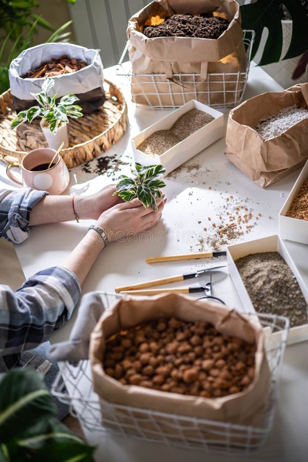 Female gardener hands holding small pot with variegated monstera and garden equipment on table closeup. Woman transplant rare trendy variegata plant houseplant care floral gardening growth hobby. Female gardener hands holding small pot with variegated monstera and garden equipment on table closeup. Woman transplant rare trendy variegata plant houseplant care floral gardening growth hobby