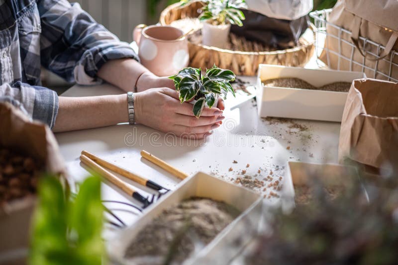 Female gardener hands holding small pot with variegated monstera and garden equipment on table closeup. Woman transplant rare trendy variegata plant houseplant care floral gardening growth hobby. Female gardener hands holding small pot with variegated monstera and garden equipment on table closeup. Woman transplant rare trendy variegata plant houseplant care floral gardening growth hobby