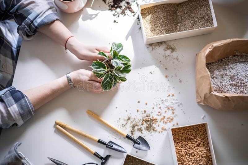 Female gardener hands holding small pot with variegated monstera and garden equipment on table closeup. Woman transplant rare trendy variegata plant houseplant care floral gardening growth hobby. Female gardener hands holding small pot with variegated monstera and garden equipment on table closeup. Woman transplant rare trendy variegata plant houseplant care floral gardening growth hobby