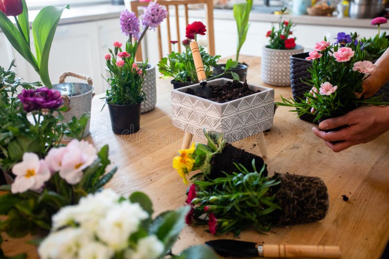 Female Gardener is Planting a Flower in a Pot Stock Photo - Image of ...