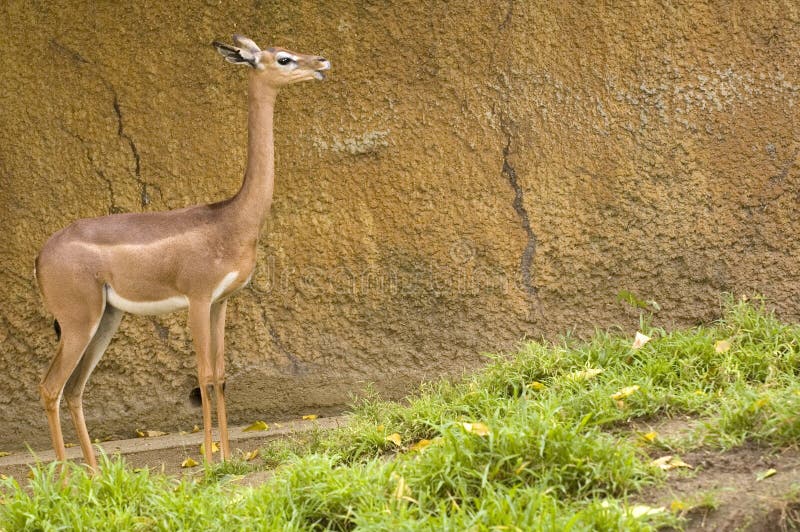 Gerenuk stock photo. Image of africa, wildlife, kenya 38976076