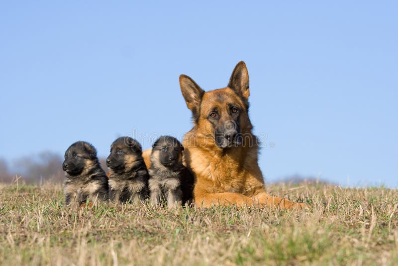 Female German Shepherd dog with nice puppies