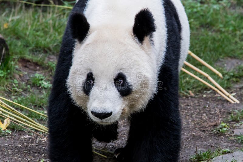 A female giant panda walks with her head down