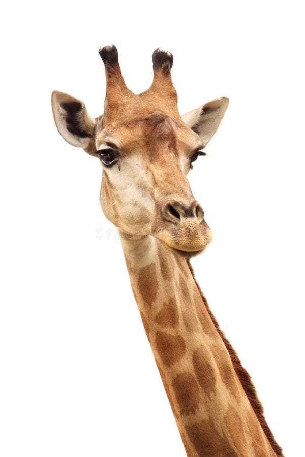 Giraffe head close-up stock image. Image of white, headshot - 2128681