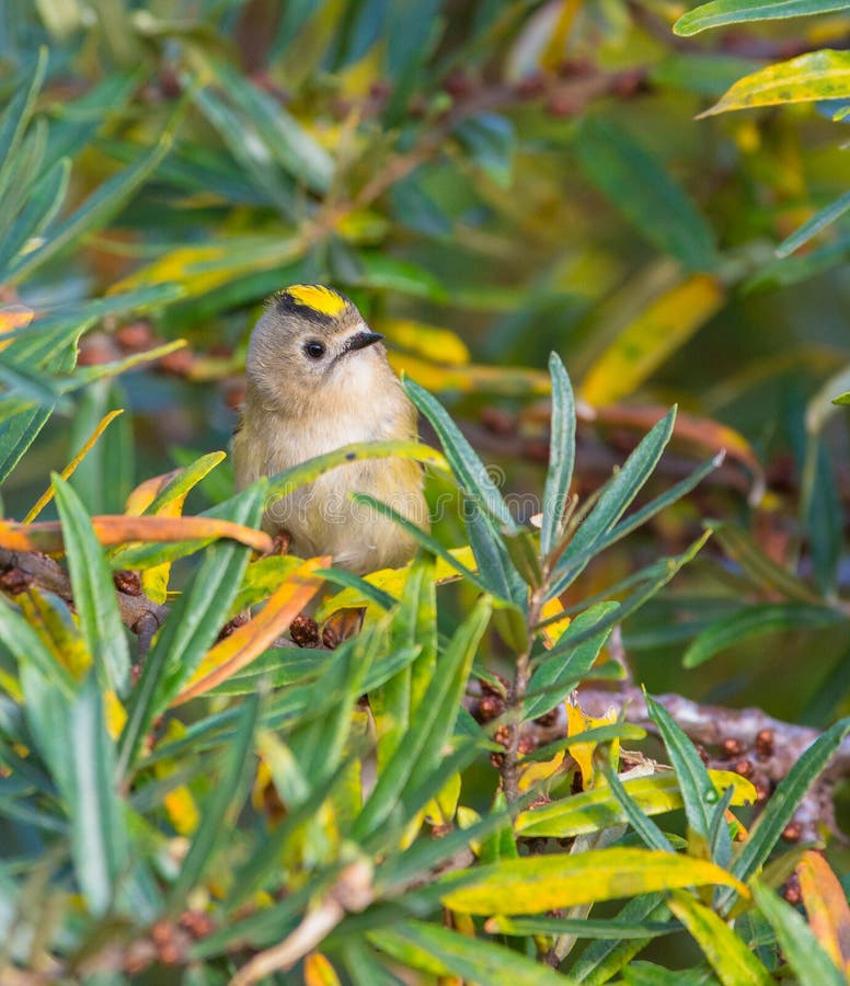 Download Female Goldcrest in a bush stock photo. Image of detailed - 35389432