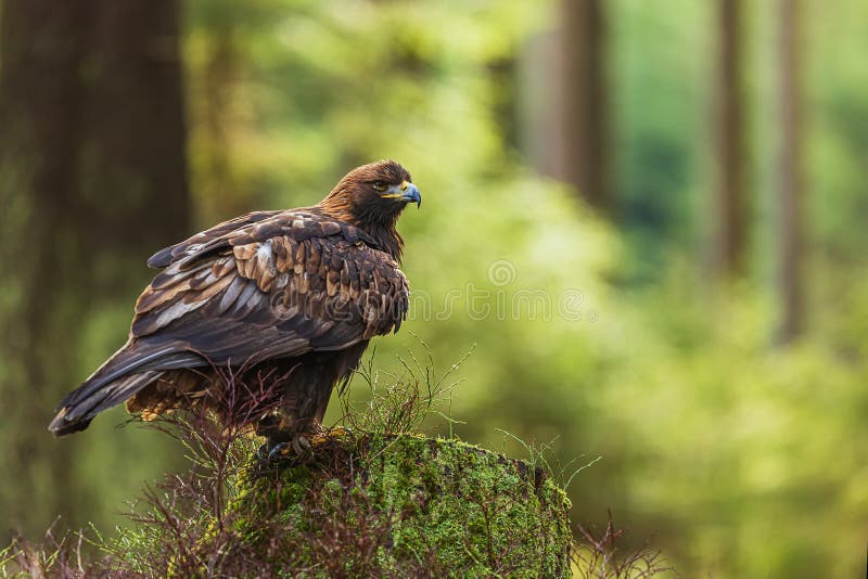 Golden Eagle Aquila Chrysaetos in the Forest on a Stump Stock Photo