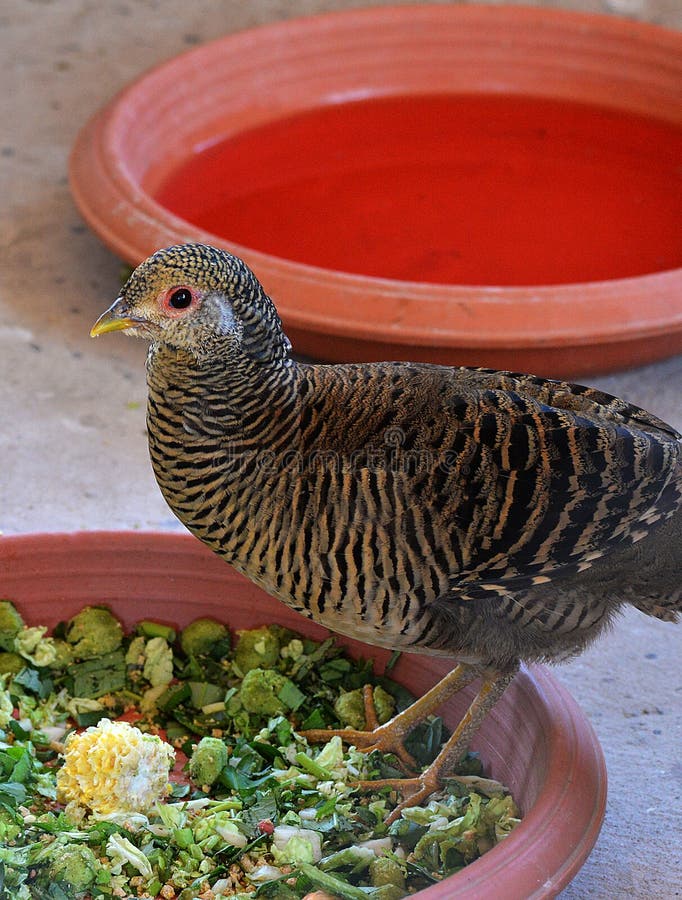 Female Golden Pheasant stock photo. Image of golden, game 65058308
