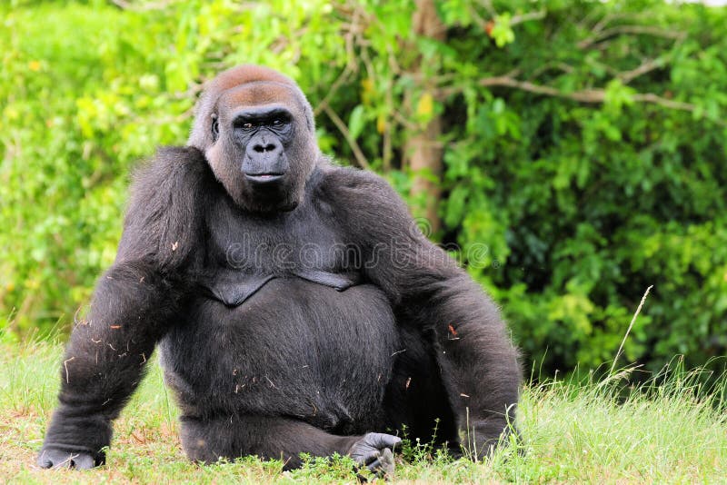 Female Gorilla stock photo. Image of ground, florida 19769336