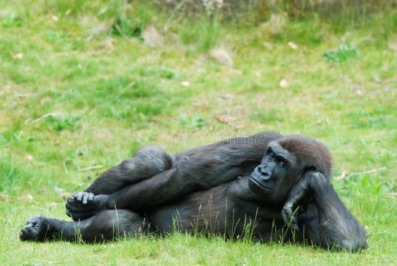 Female gorilla