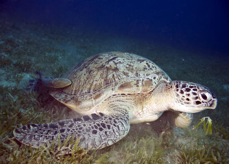 Female green turtle