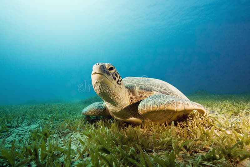 Female green turtle