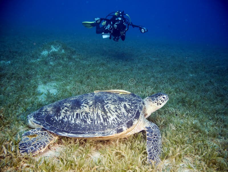 Female green turtle and diver