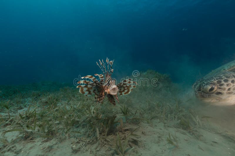 Female green turtle and lionfish in the Red Sea.