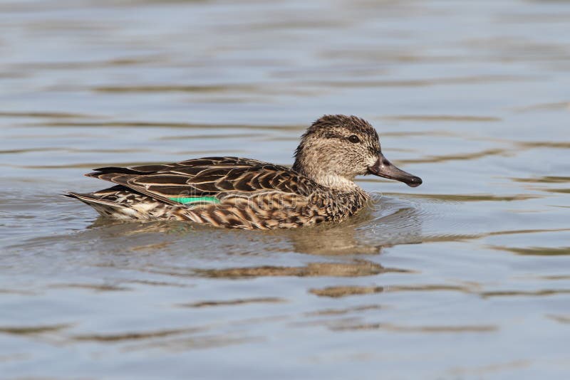 Female Green-winged Teal stock photo. Image of texas - 30183054