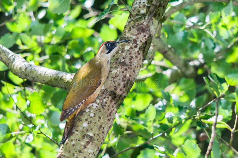 A female green woodpecker (Picus viridis) sitting on a poplar branch. A female green woodpecker (Picus viridis) sitting on a poplar branch