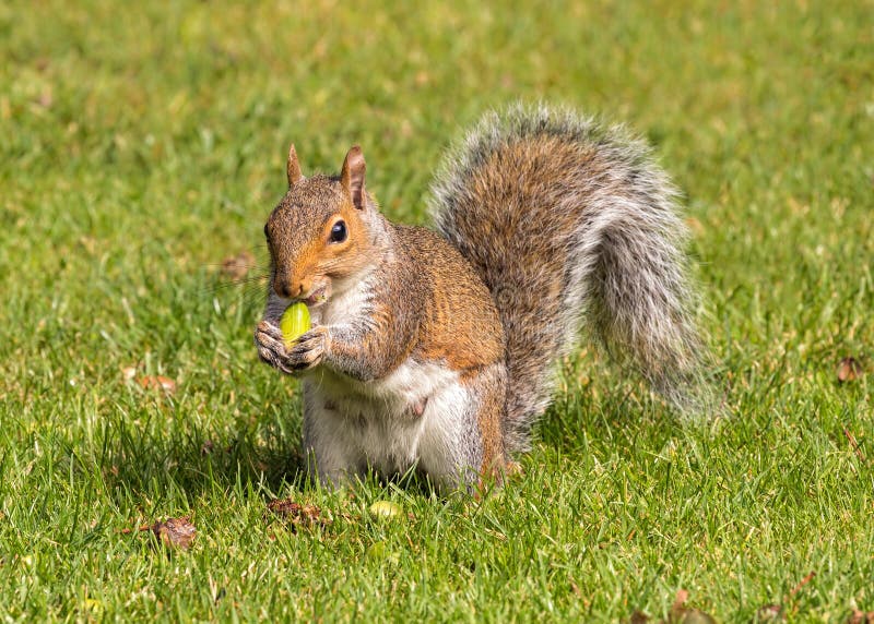 Grey Squirrel eating an acorn, Worcestershire, England.