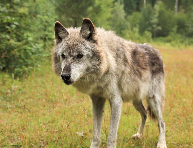 Female grey wolf stock photo. Image of wolf, rain, standing - 43378956