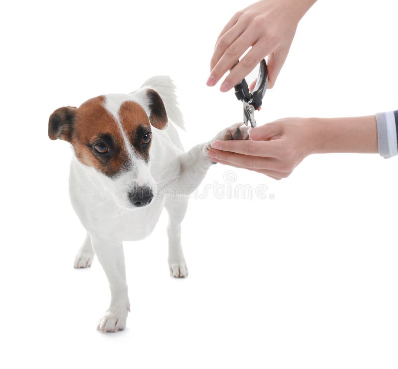 Dog Nail Dremel Stock Photos - Free & Royalty-Free Stock Photos from  Dreamstime