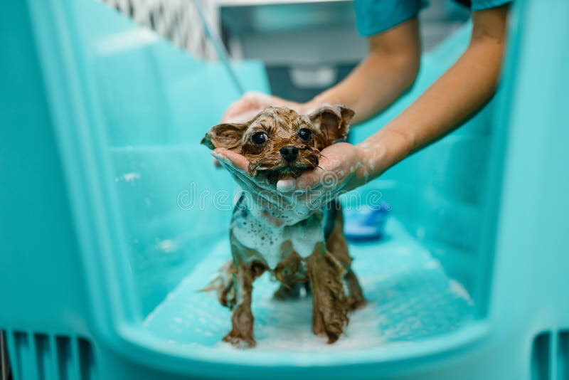 Female groomer foaming little dog, grooming salon. Female groomer foaming cute little dog, washing procedure, grooming salon. Woman with small pet prepares for stock photos