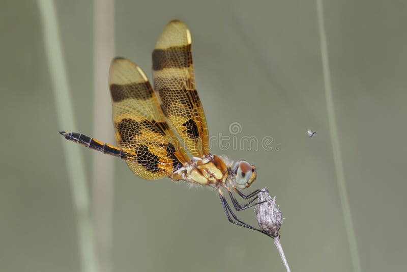 Female Halloween Pennant