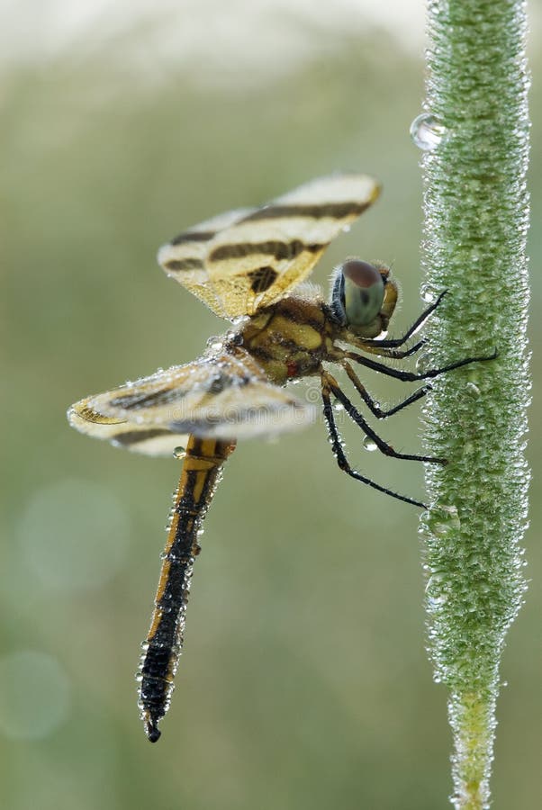 Female Halloween pennant dragonfly